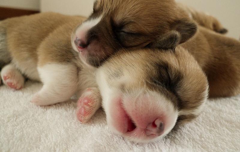 Close up picture of newborn pups looking super adorable.JPG Hi-Res 720p HD