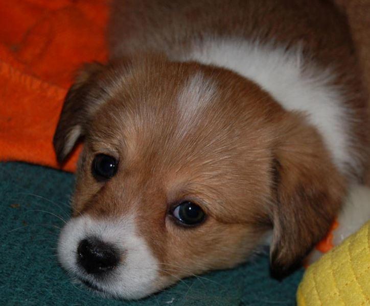 Cute puppy face photo of Welsh Corgi dog.JPG
