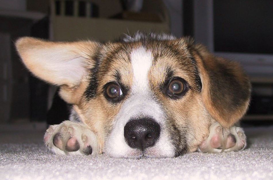 Adorable dog face picture of corgi puppy.JPG
