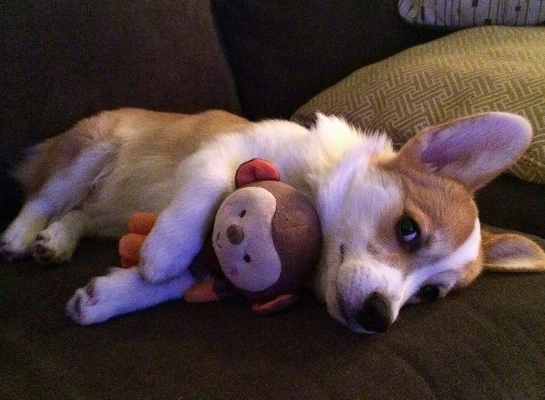 Cute dog picture of welsh corgi puppy hugging his dog toy.JPG
