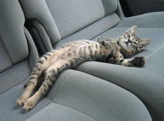 Funny cat chilling in the car in the back seats.JPG
