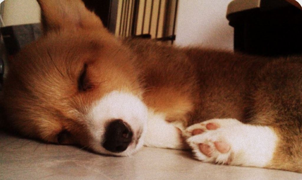 Sleeping puppy  picture of little corgi dog.JPG
