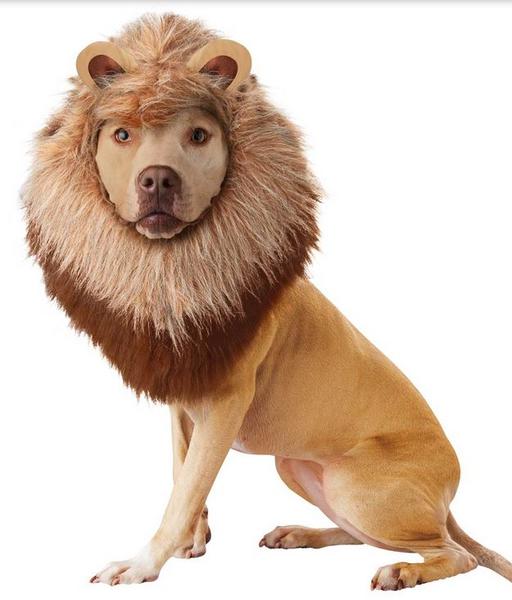 Pet shop costumes pictures of Lion Dog Costume perfect for Halloween.JPG
