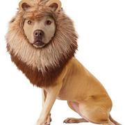 Pet shop costumes pictures of Lion Dog Costume perfect for Halloween.JPG
