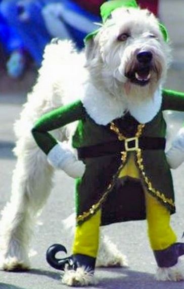 St. Patrick Dog Costume photo.JPG
