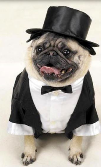 Suit for dog perfect for halloween.JPG
