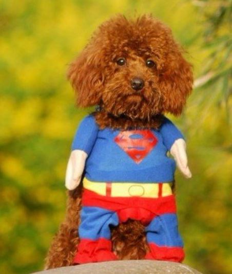 Super cute and funnny dog halloween costumes of super hero halloween costume for small dogs.JPG
