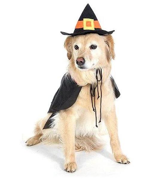 Witch Dog Halloween Costume pictures.JPG

