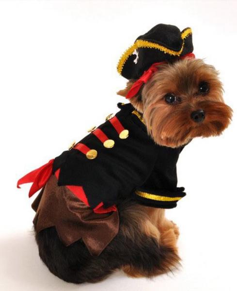 Customes for dogs pictures of Girl Pirate Dog Halloween Costume.JPG
