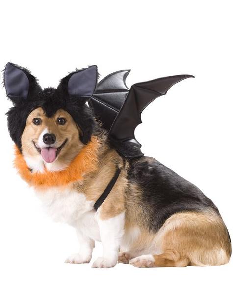 Dog Bat Costume photo.JPG
