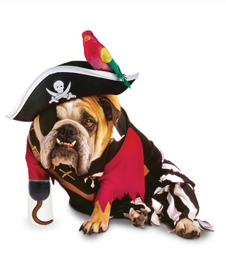 Dog costume pirate photo.JPG
