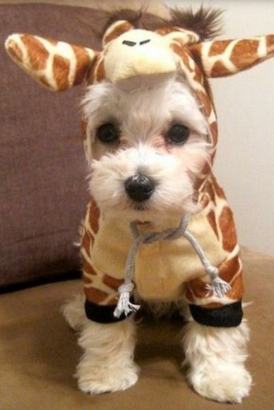 Dog Giraffe Costume picture.JPG
