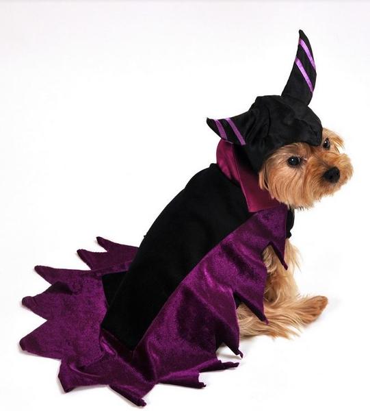 Dog halloween costumes for small dogs.JPG
