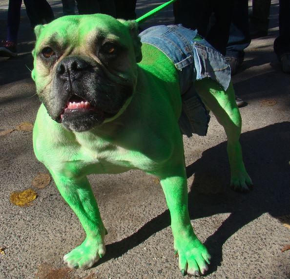 Dog hulk costumes picture.JPG
