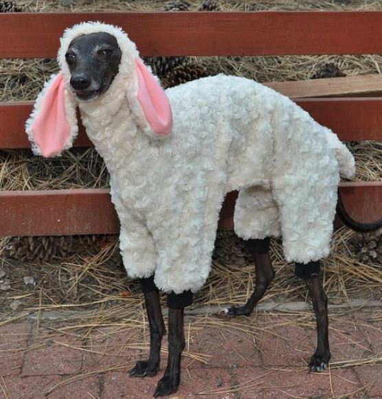 Dog Sheep Costume perfect for halloween.JPG
