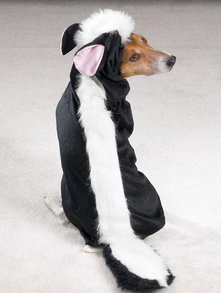 Dog Skunk Halloween Costumes photos.JPG
