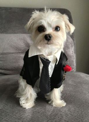 Dog Suit perfect for dog tuxedo halloween costume picture.JPG
