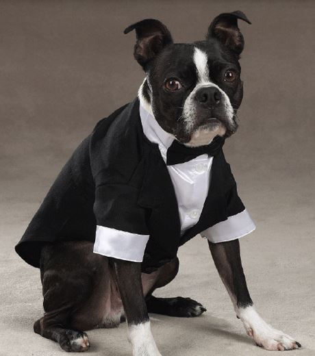Dog Wedding Tuxedo picture.JPG
