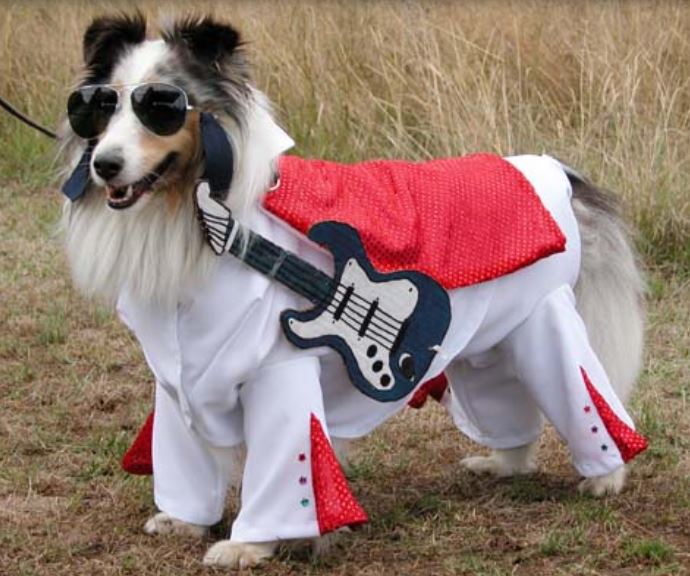 Elvis costumes for dogs picture of Elvis Pet Dog Halloween Costume.JPG
