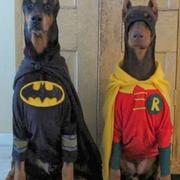 Funny halloween costumes for dogs photo.JPG
