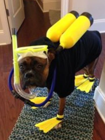 Halloween costumes pet picture of Scuba Diver Dog Costume.JPG
