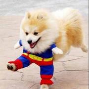 Halloween puppy costumes picture of Super Dog Costume.JPG
