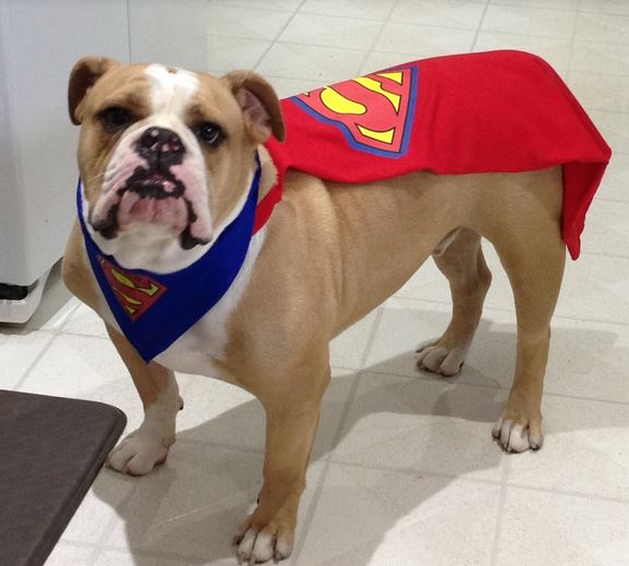 Haloween dog costumes photos of Bulldog Superman Costume.JPG
