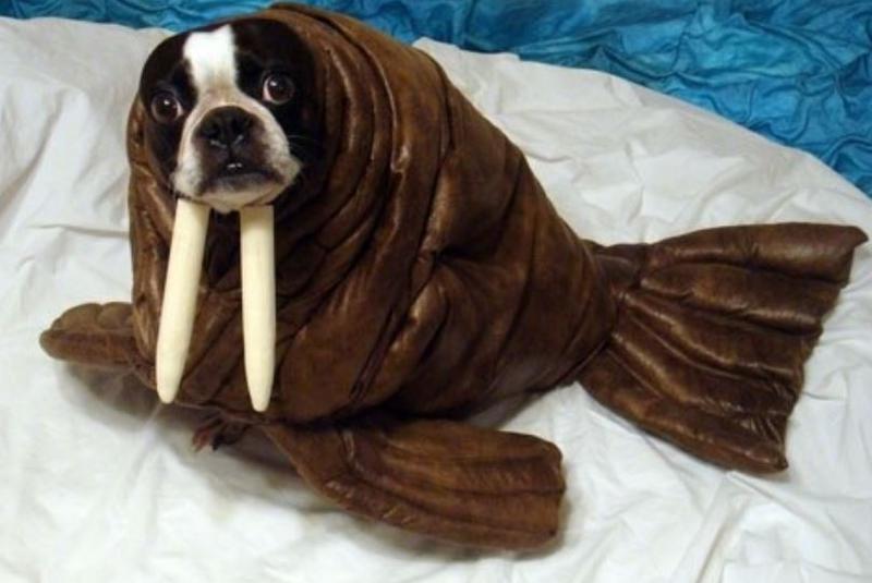 Dog Walrus Costume.JPG

