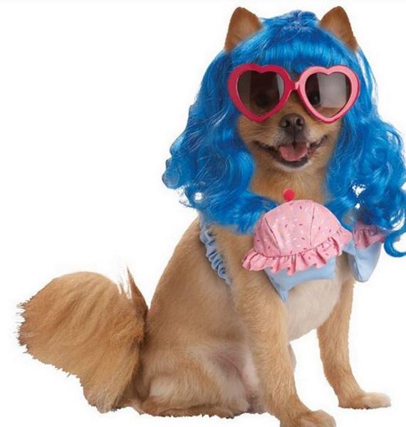 Katy Perry dog halloween costume picture.JPG
