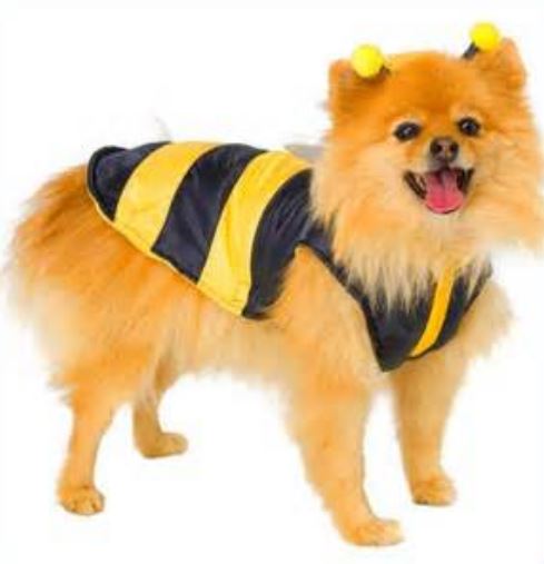 Pet dog bee halloween costume pcicture.JPG
