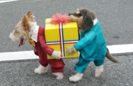 Funny dog halloween costume picture.JPG
