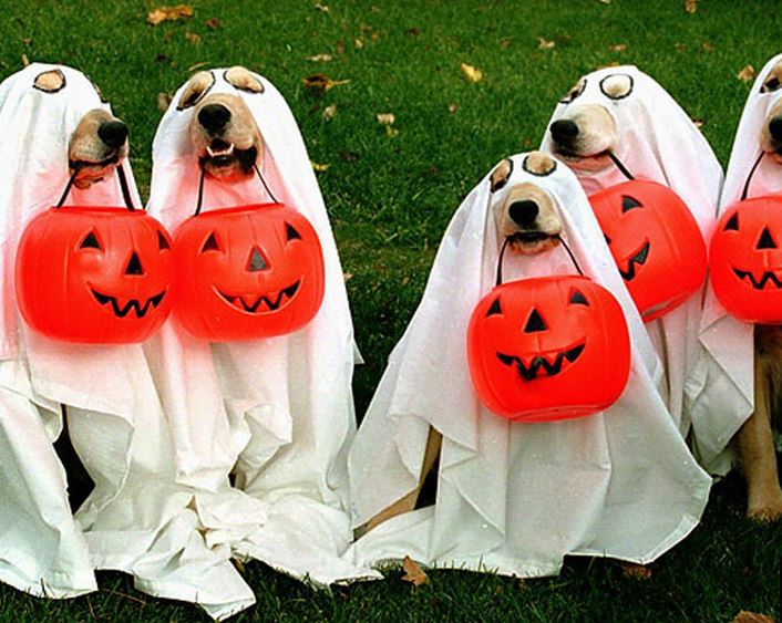 Ghosts pets dogs halloween costume pictures.JPG
