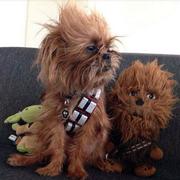Pet dog Chewbacca custome picture with Chewbacca teddy bear.JPG
