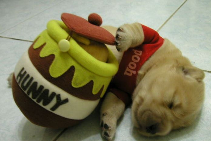 Winnie The Pooh pet dog halloween costume.JPG
