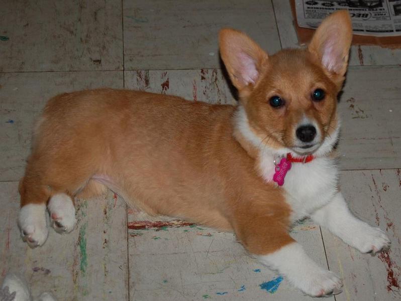 Short legged puppy picture of welsh corgi dog in tan and white.JPG
