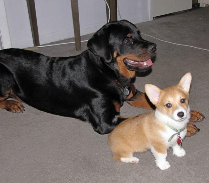 Dog friendship with two different types of dogs.JPG
