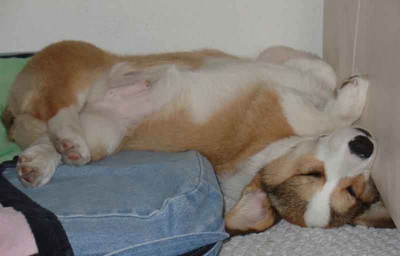 Sleeping cute puppy pictures of welsh corgi sleeping in its dog bed.JPG

