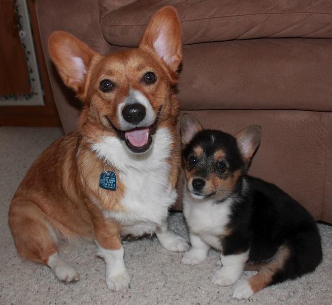 Two dogs pictures of welsh corgi puppies.JPG
