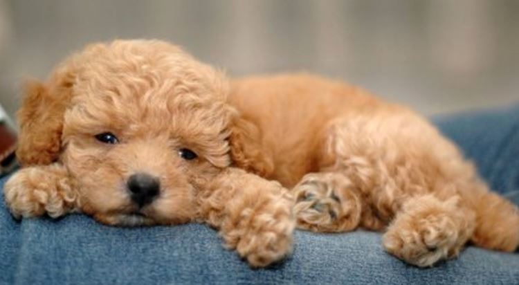 Light brown toy poodle puppy chilly out.JPG
