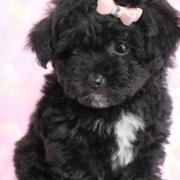 Little black dogs picture of young poodle puppy in black with white patterns.JPG
