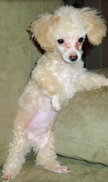 Little skinny toy poodle puppy in cream color with long ears.JPG
