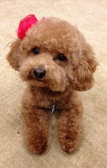 Pretty poodle puppy picture with cute little bow.JPG

