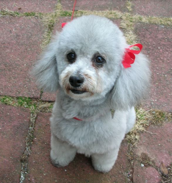 Silver poodle puppy with beautiful grooming cuts picture.JPG
