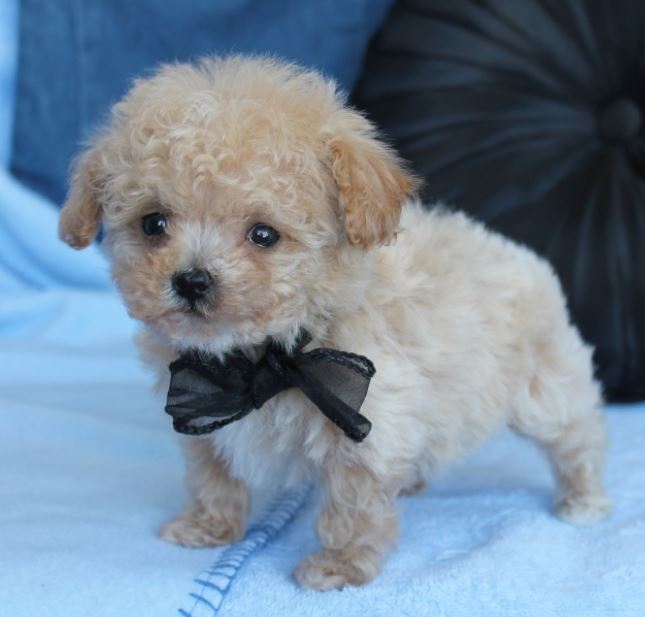 Small tan toy poodle puppy with black bow.JPG
