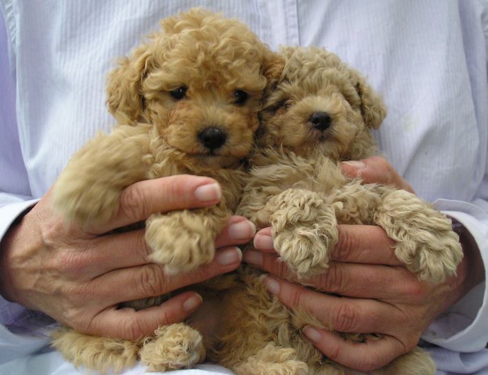 Tan miniature poodle puppies photo.JPG
