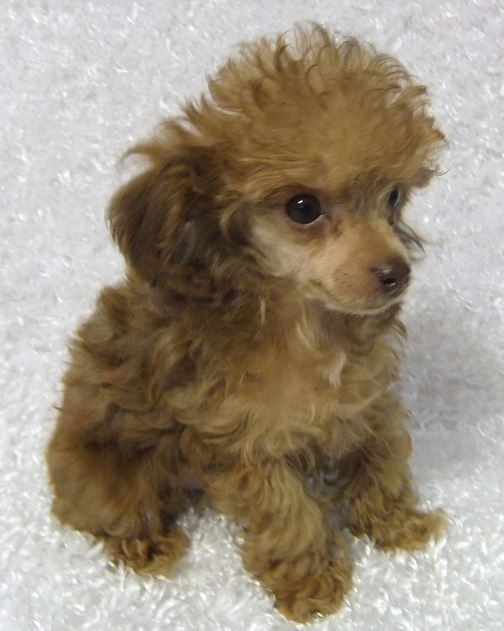 Teacup poodle puppy picture.JPG
