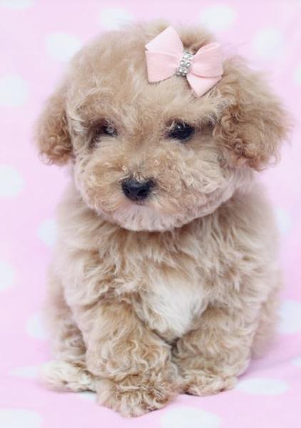 Teacup toy poodle puppy in tan with pink little bow.JPG
