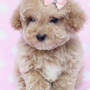 Teacup toy poodle puppy in tan with pink little bow.JPG
