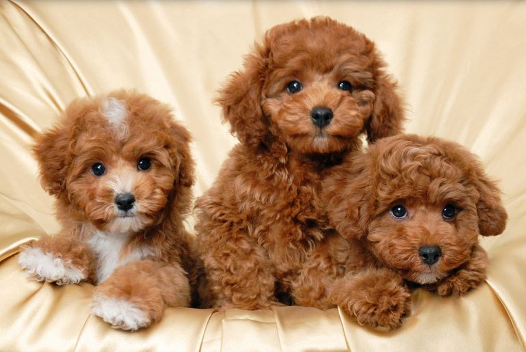 Three beautiful light brown poodle puppies poster photo.JPG
