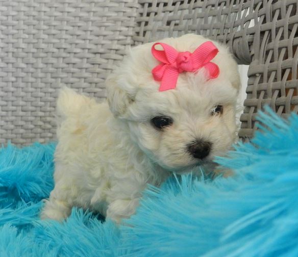 Tiny dogs picture of white teacup poodle puppy with the cutest pink bow.JPG
